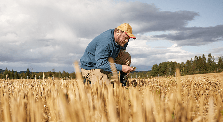 Zemědělec kontroluje pole pšenice